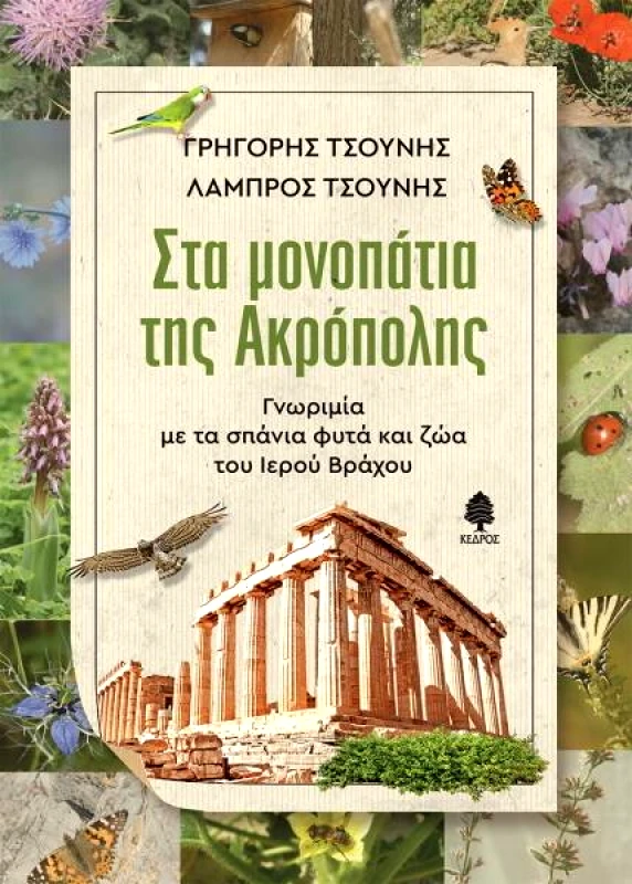 ΚΕΔΡΟΣ ΣΤΑ ΜΟΝΟΠΑΤΙΑ ΤΗΣ ΑΚΡΟΠΟΛΗΣ
