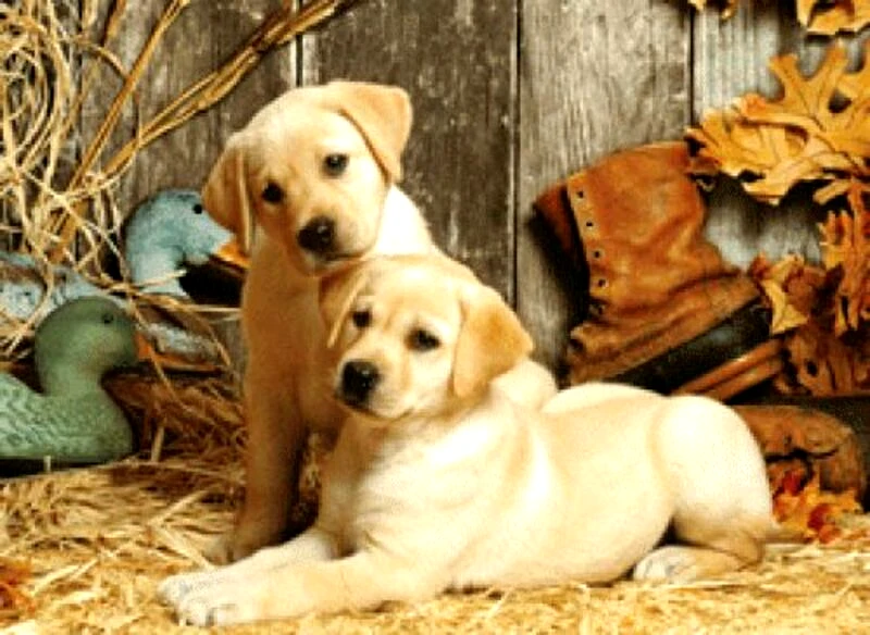 Clementoni Παζλ 1500 H.Q Hunting Dogs (1220-31976)