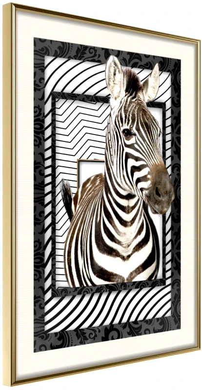 Αφίσα - Zebra in the Frame - 20x30 - Χρυσό - Με πασπαρτού φωτογραφία