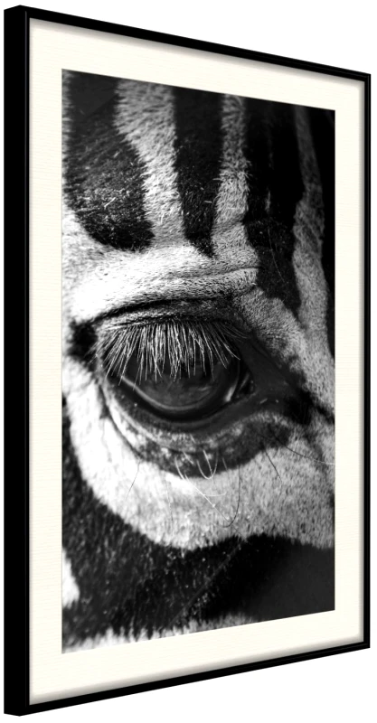 Αφίσα - Zebra Is Watching You - 30x45 - Μαύρο - Με πασπαρτού φωτογραφία