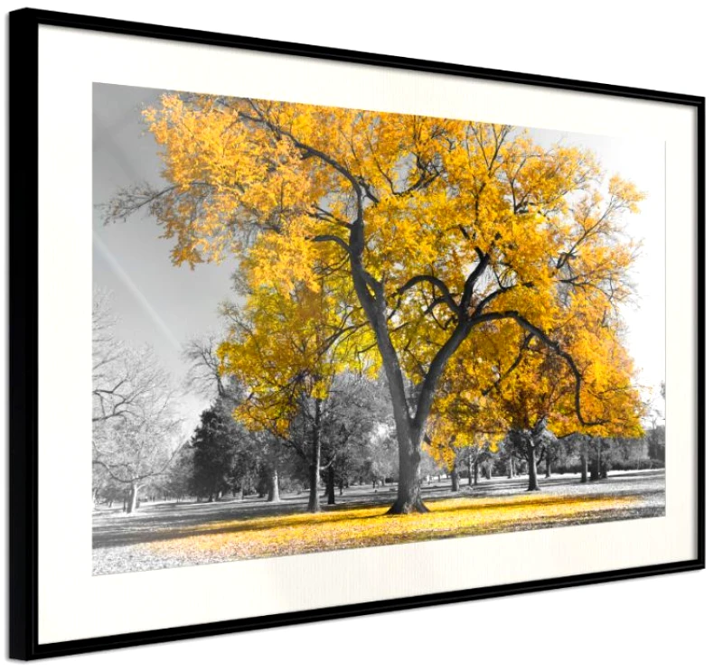 Αφίσα - Golden Tree - 45x30 - Μαύρο - Με πασπαρτού φωτογραφία