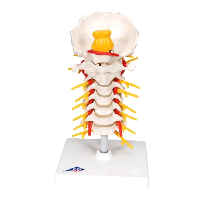 3B Scientific Πρόπλασμα Αυχενικής Μοίρας