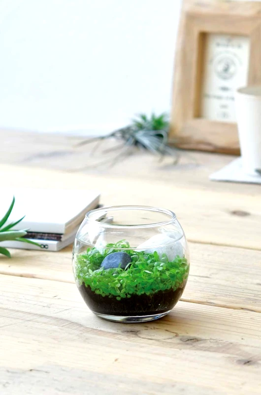 Noted Σετ για την καλλιέργεια ενός φυτού Noted Water Garden
