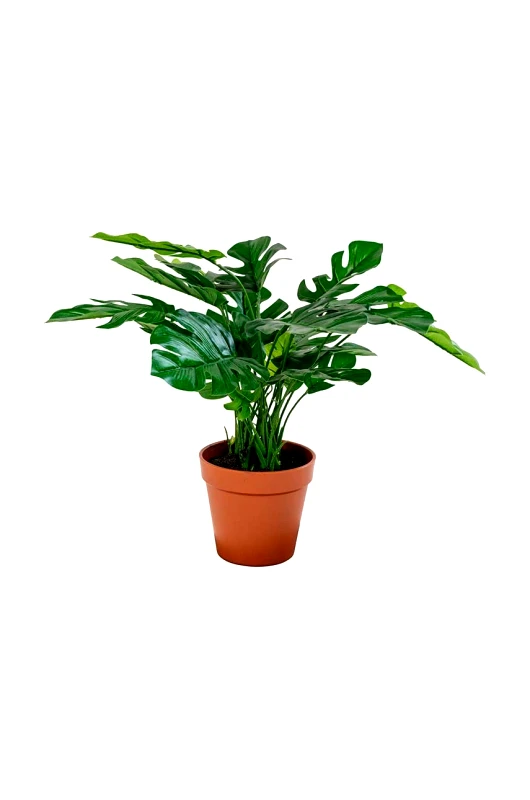 House Nordic Τεχνητό φυτό σε γλάστρα House Nordic Monstera