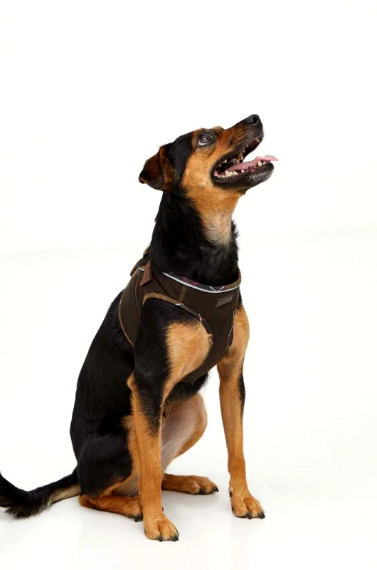 Barbour Λουρί για σκύλους Barbour