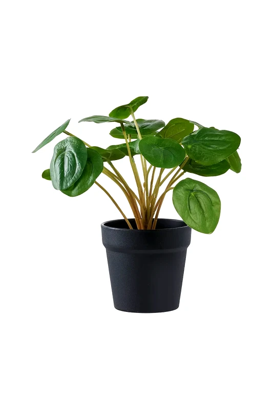 House Nordic Τεχνητό φυτό σε γλάστρα House Nordic Peila χρώμα: πράσινο