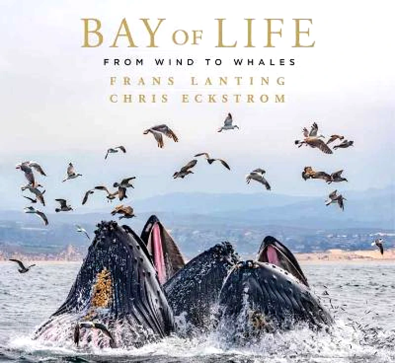 Insight Editions Bay of Life: From Wind to Whales Chris Eckstrom Insight Editions Hardback