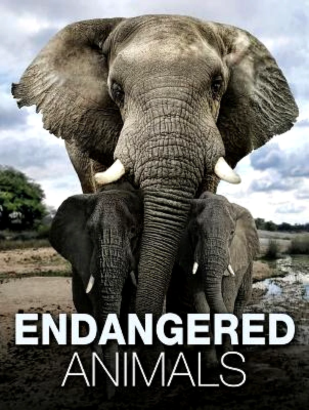 Amber Books Endangered Animals Tom Jackson Amber Books